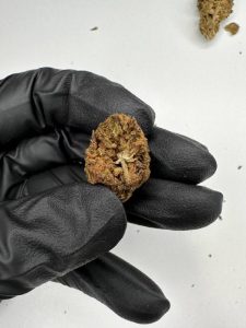 Dosi Lato Strain - Image 3