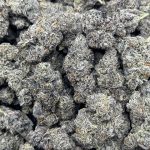 Black Truffle Strain
