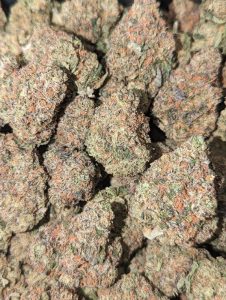 White Gruntz Strain - Image 2