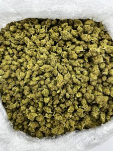 XJ-13 Strain - Image 2