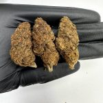 Dosi Lato Strain