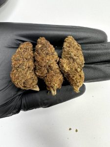 Dosi Lato Strain