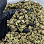 Dutch Treat Strain