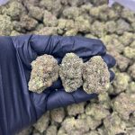 Gelato 47 Strain
