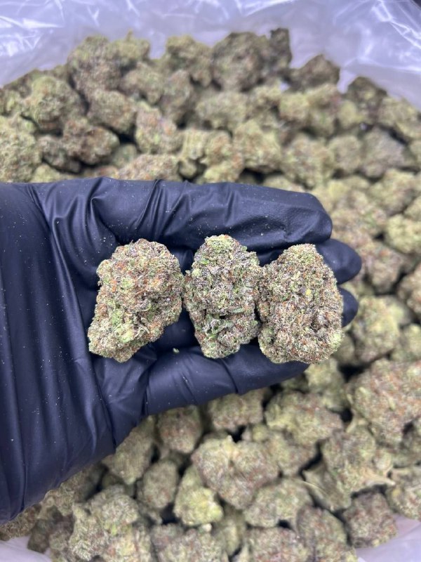 gelato-47-strain.jpeg Gelato 47 Strain - Image 1