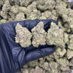 Gelato Cake Strain