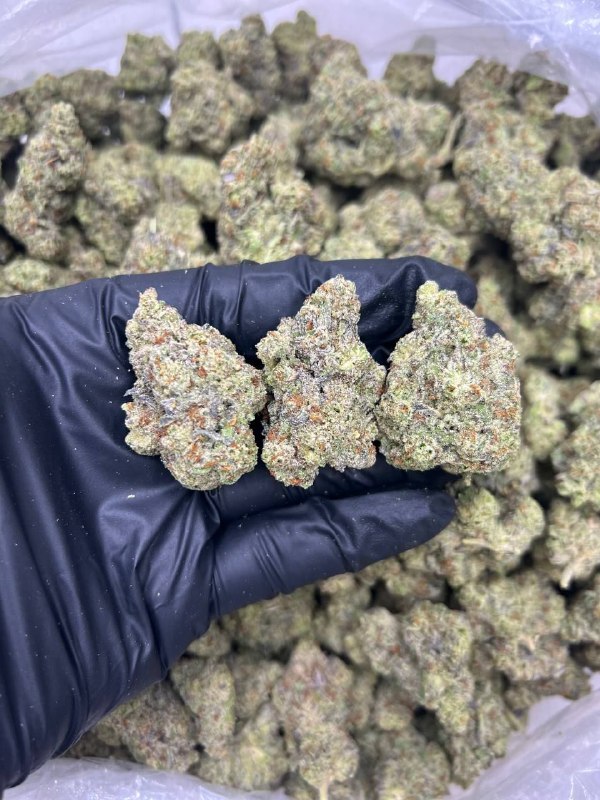 gelato-cake-strain.jpeg Gelato Cake Strain - Image 1