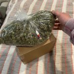 Georgia Strain