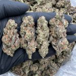 GMO Cake Strain