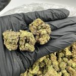 Hash Burger Strain