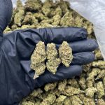 Hi-Octane Strain