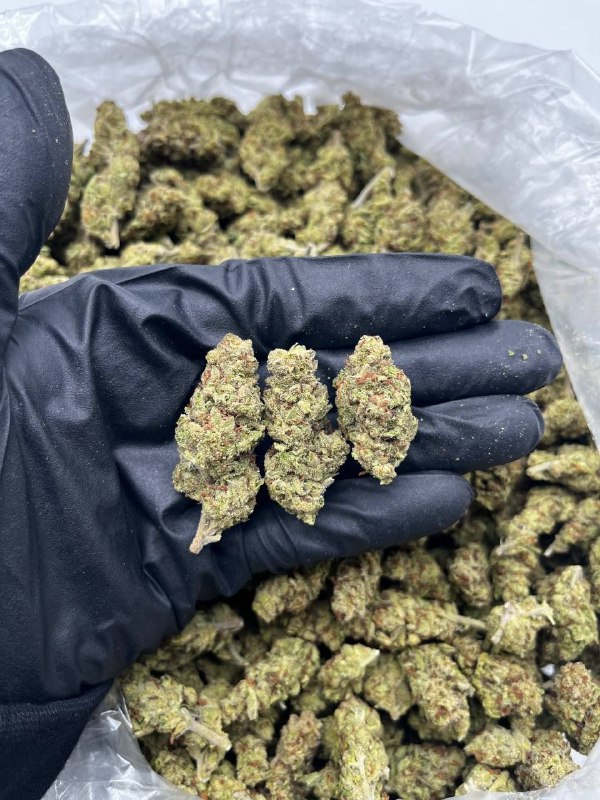 hi-octane-strain-1.jpeg Hi-Octane Strain - Image 1