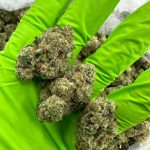 Holy Gelato Strain