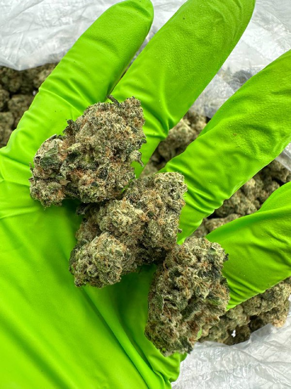 holy-gelato-strain.jpeg Holy Gelato Strain - Image 1
