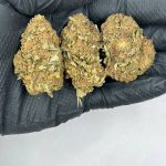 LA Kush Strain