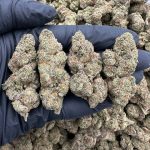 Lemon Cherry Gelato Strain