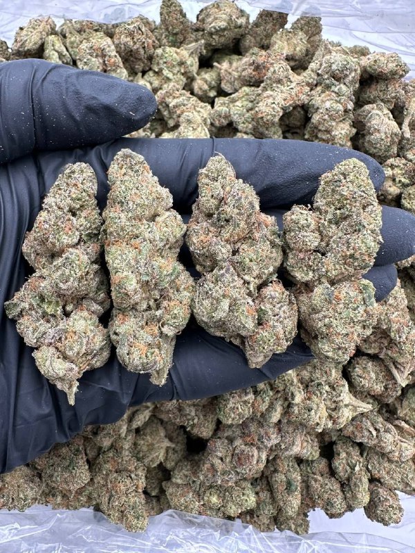 lemon-cherry-gelato-strain-1.jpeg Lemon Cherry Gelato Strain - Image 1