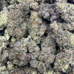 Lemoncello Strain