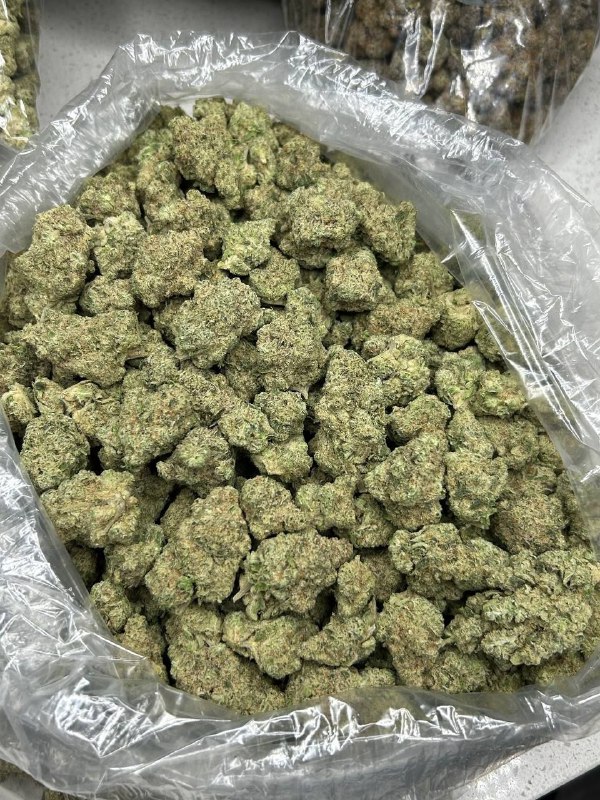 lion-og-strain-1.jpeg Lion OG Strain - Image 1