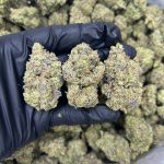 Oreo Runtz Strain