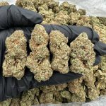 Pina Colada Strain