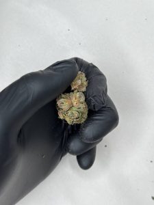 Pink Runtz Strain - Image 3