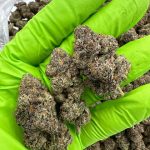 Red Velvet Runtz Strain