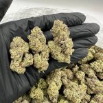 Secret Cookies Strain