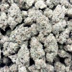 Tiramisu Strain