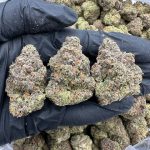 Tropical Skittles Strain
