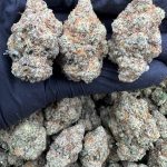Vanilla Blizzard Strain
