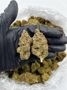 Watermelon Z Strain
