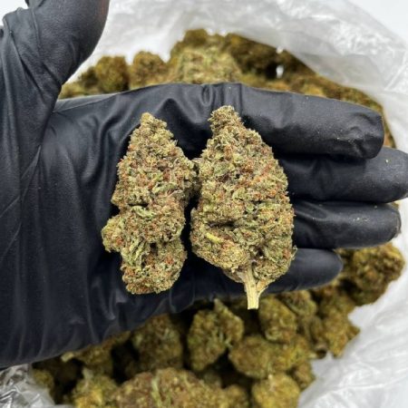 Watermelon Z Strain