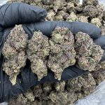 White Gobstopper Strain