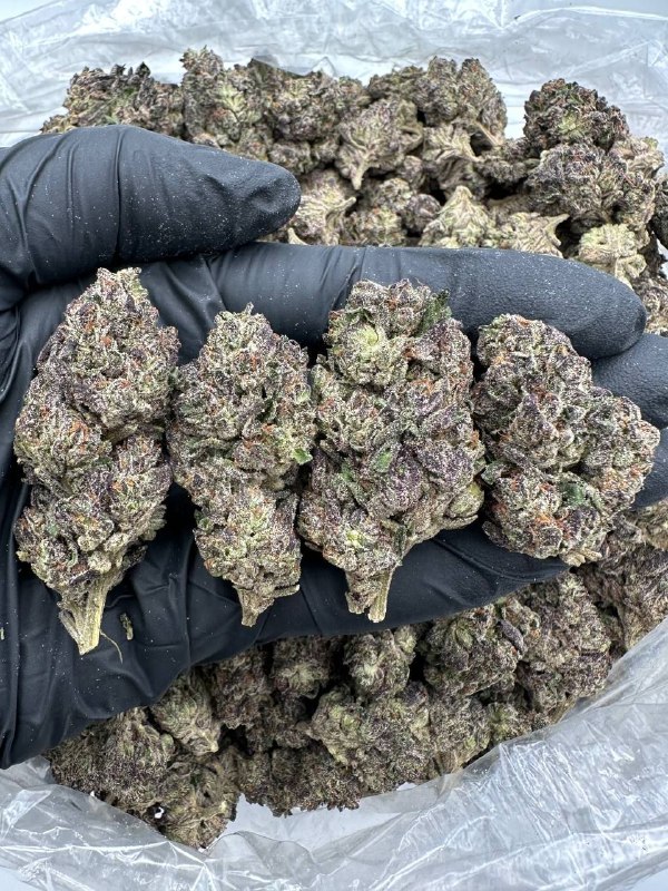 white-gobstopper-strain.jpeg White Gobstopper Strain - Image 1