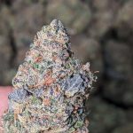 White Gruntz Strain