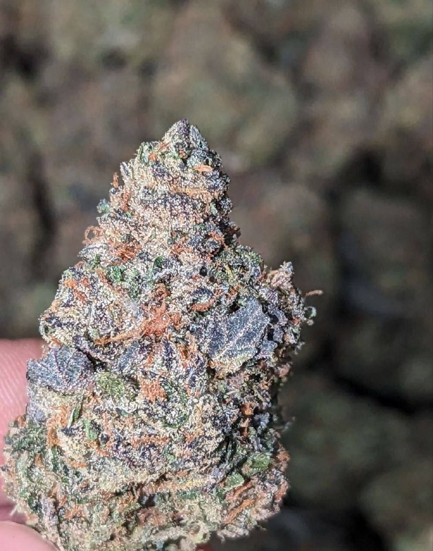 white-gruntz-strain.jpeg White Gruntz Strain - Image 1