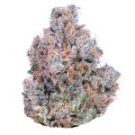 Xeno Strain