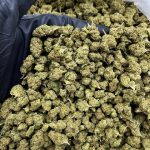 XJ-13 Strain