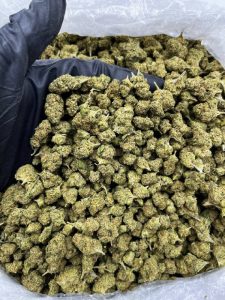 XJ-13 Strain