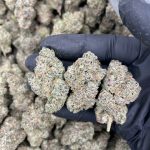 Zoap Strain